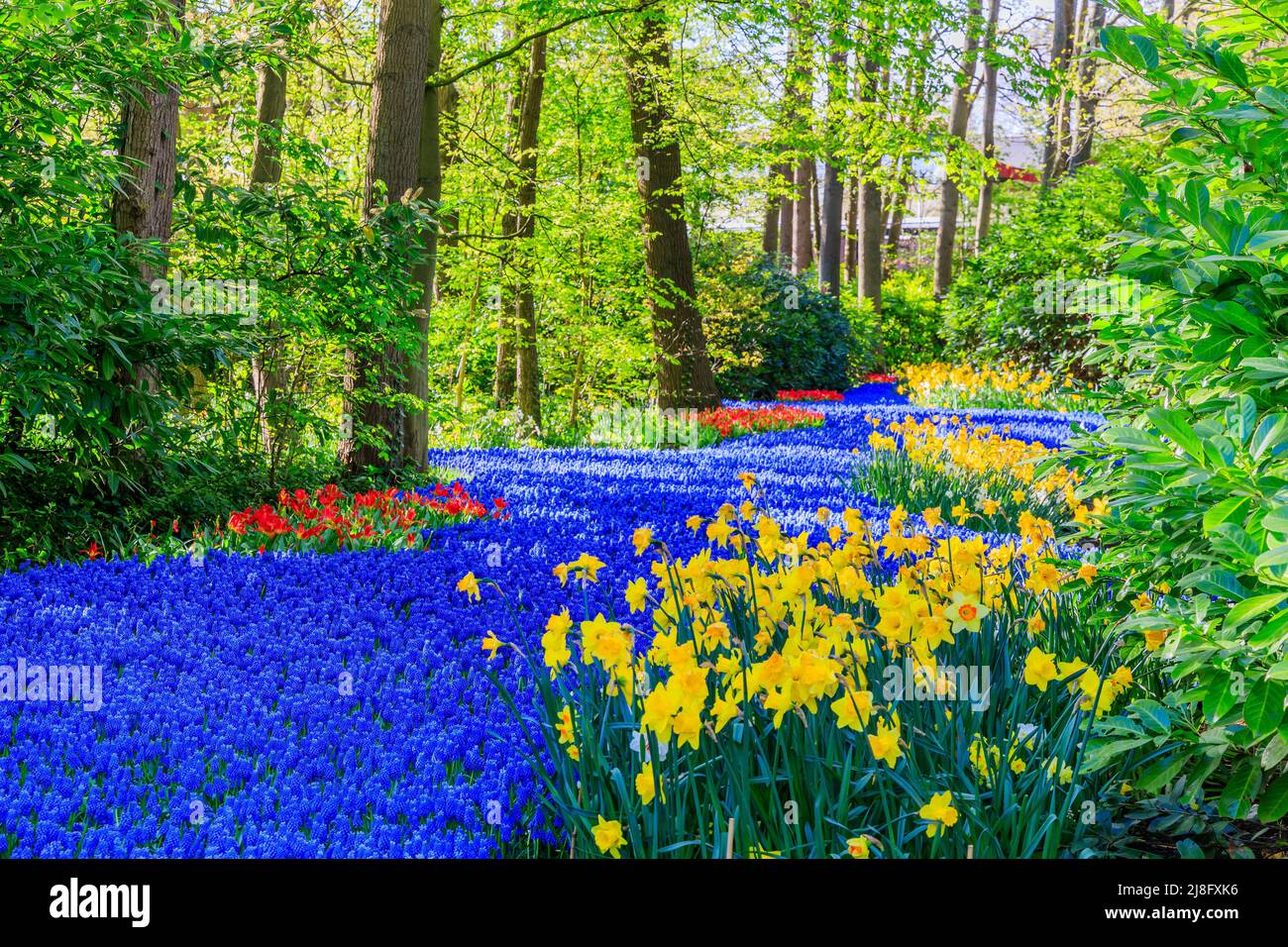 Blooming colorful tulips flowerbed in Keukenhof public flower garden. Lisse, Holland, Netherlands. Stock Photo