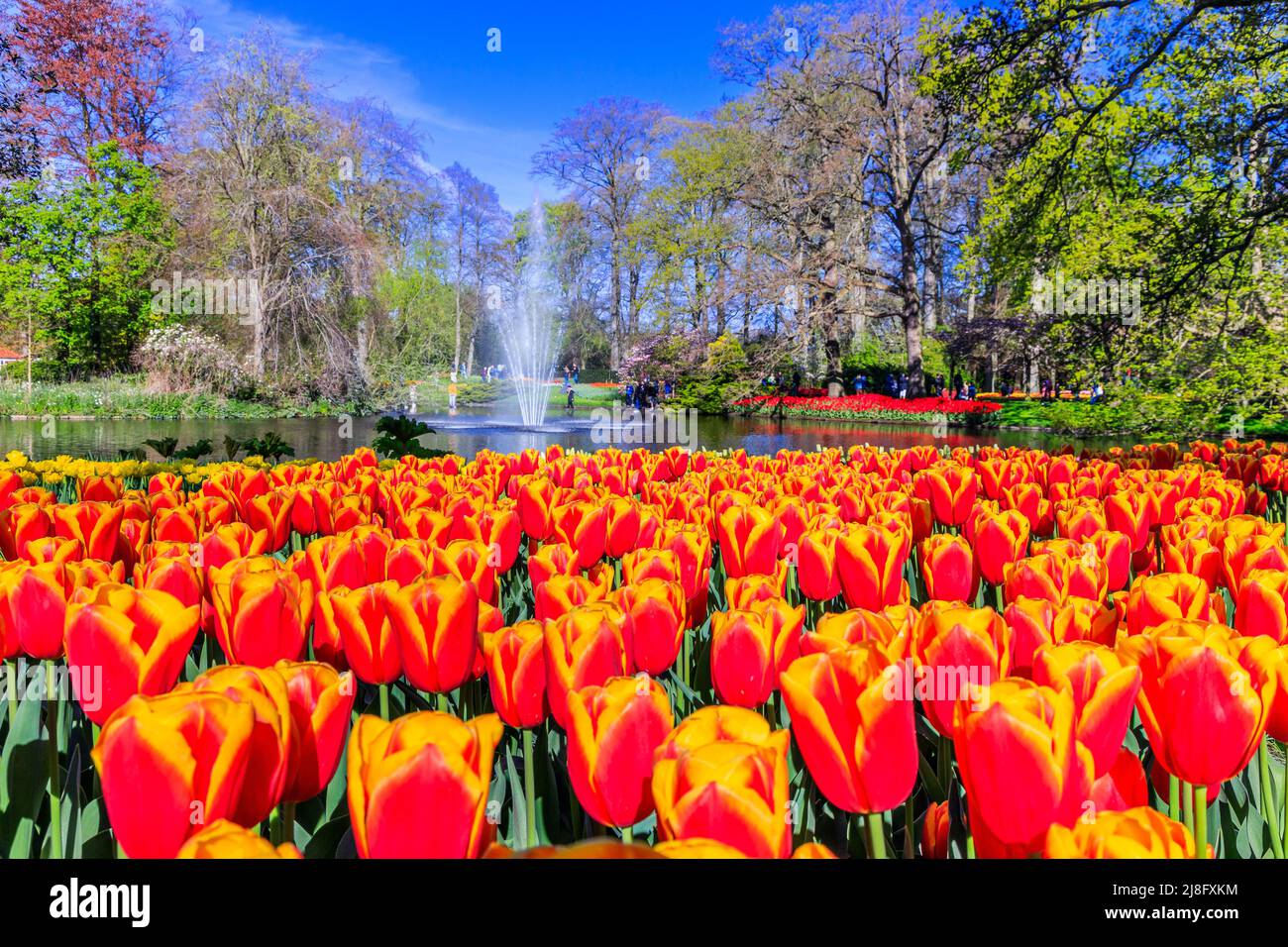 Blooming colorful tulips flowerbed in Keukenhof public flower garden with water fountain. Lisse, Holland, Netherlands. Stock Photo