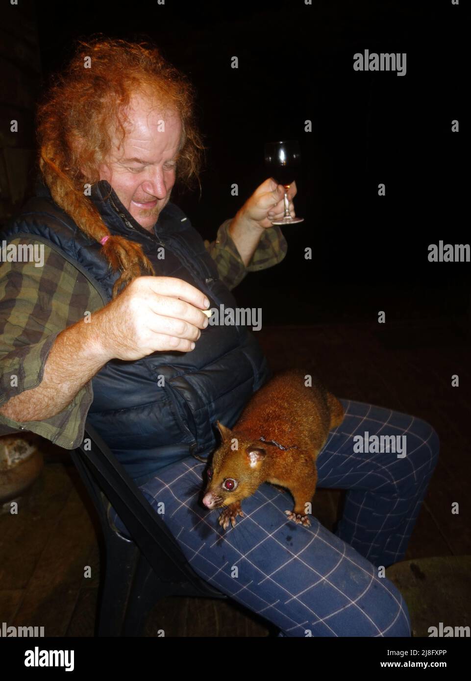 Coppery brushtailed possum ( ) unexpectedly jumps in lap of red-haired man drinking wine, Atherton Tablelands, near Cairns, Queensland, Australia. No Stock Photo