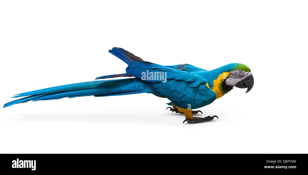 Blue and yellow macaw isolated on white background. Stock Photo