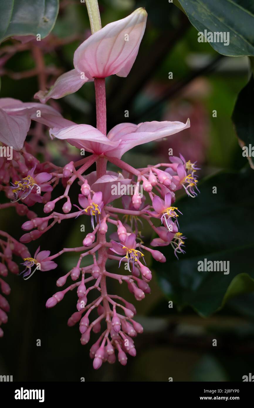 Medinilla magnifica Lindl. The showy medinilla or rose grape, flowering plant in the family Melastomataceae, native region: Philippines. Stock Photo
