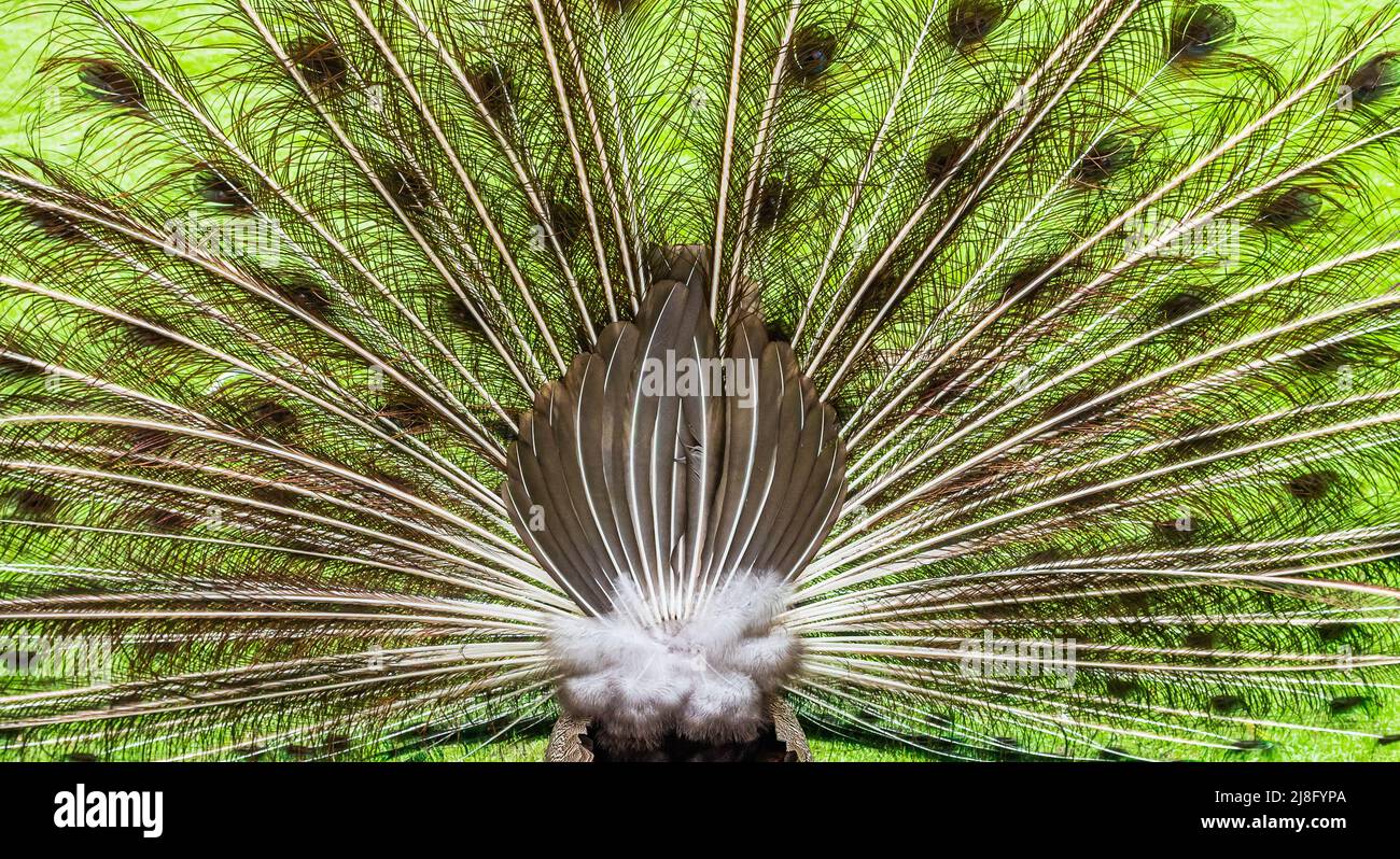 Back of a peacock with open feather tail. Pavo Cristatus, male Indian Peafowl. Stock Photo