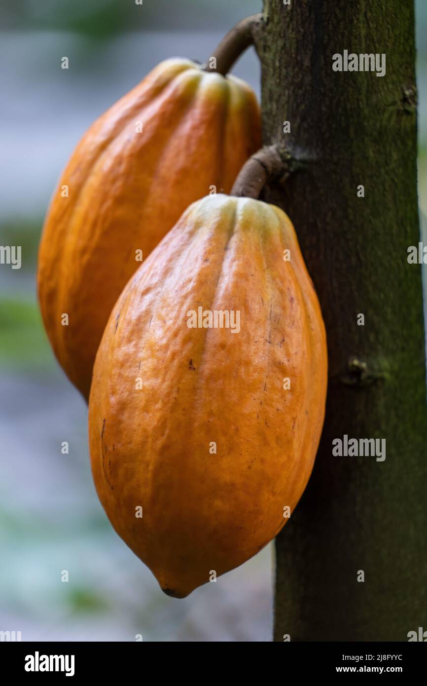 Cacao tree (Theobroma cacao, cocoa) fruits growing from the trunk of tropical, evergreen tree in the family Malvaceae. Stock Photo