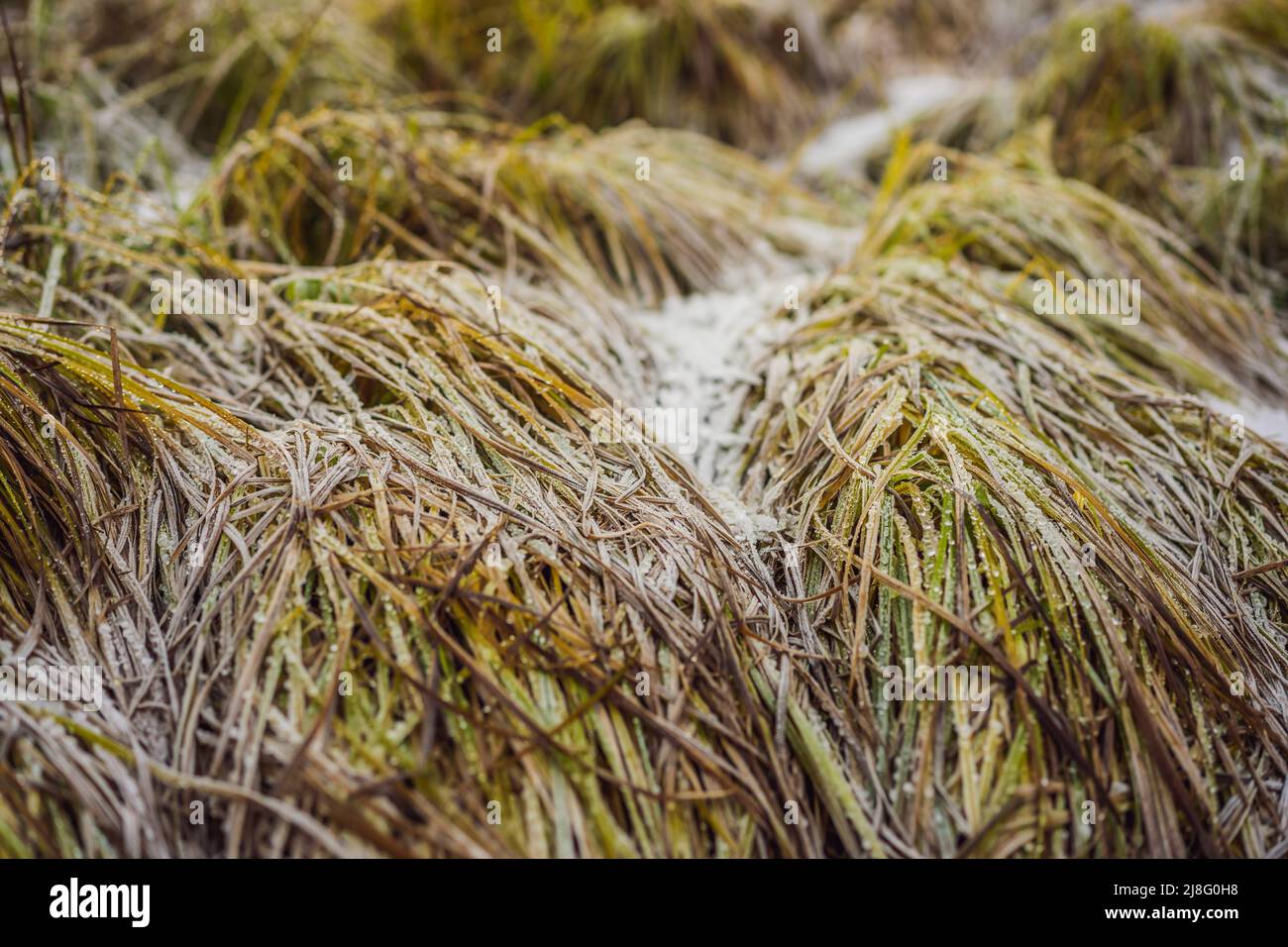 Long grass covered with the first autumn snow Stock Photo Alamy