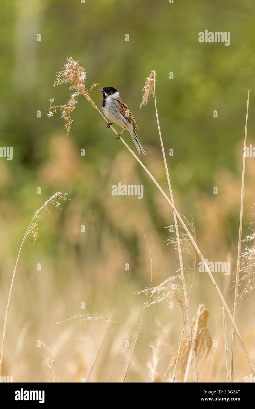 Reed bunting (Emberiza schoeniclus) perched on a reed Stock Photo