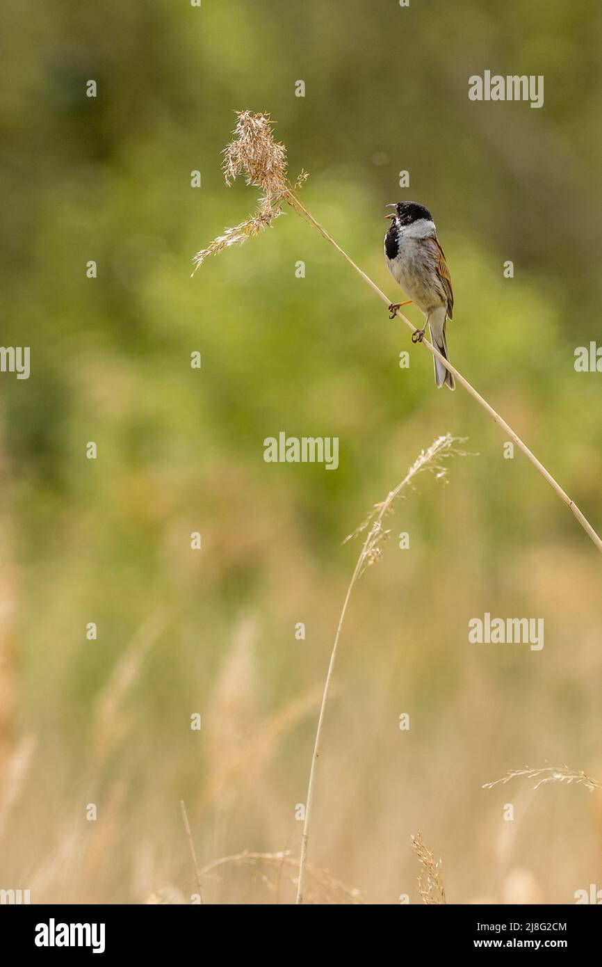 Reed bunting (Emberiza schoeniclus) singing on a reed Stock Photo