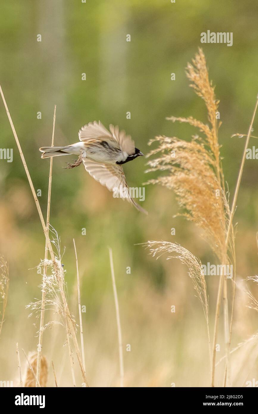 Reed bunting (Emberiza schoeniclus) in flight Stock Photo