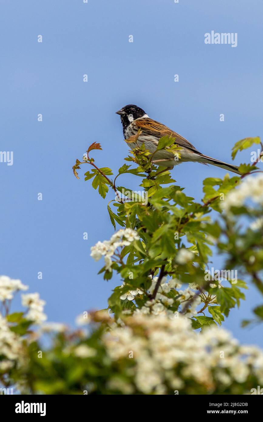Reed bunting (Emberiza schoeniclus) perched on a Hawthorn tree in flower Stock Photo