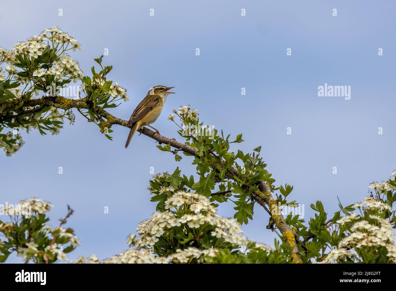 Sedge warbler (Acrocephalus schoenobaenus) perched on a Hawthorn tree in flower Stock Photo