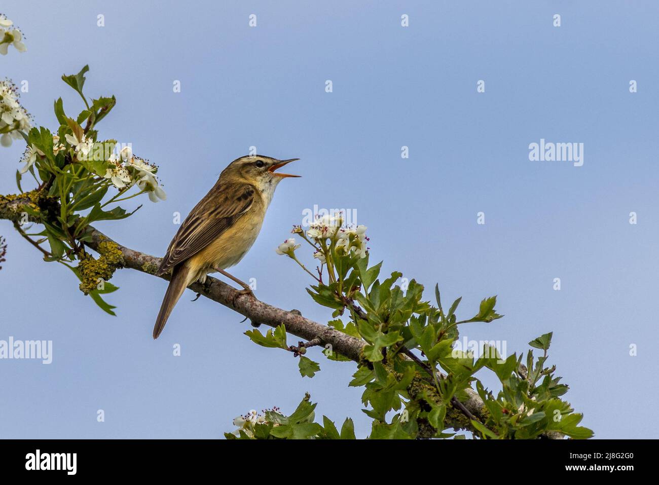Sedge warbler (Acrocephalus schoenobaenus) perched on a Hawthorn tree in flower Stock Photo