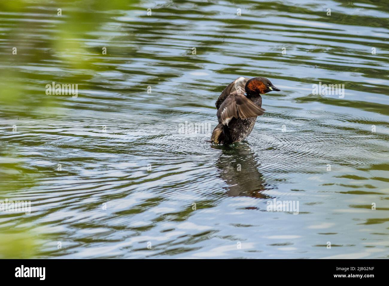 Little grebe (Tachybaptus ruficollis) on the lake Stock Photo