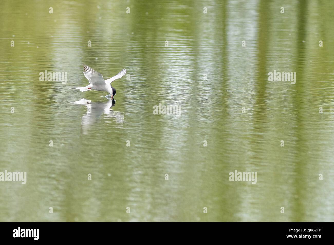 Common tern (Sterna hirundo)  drinking in flight Stock Photo