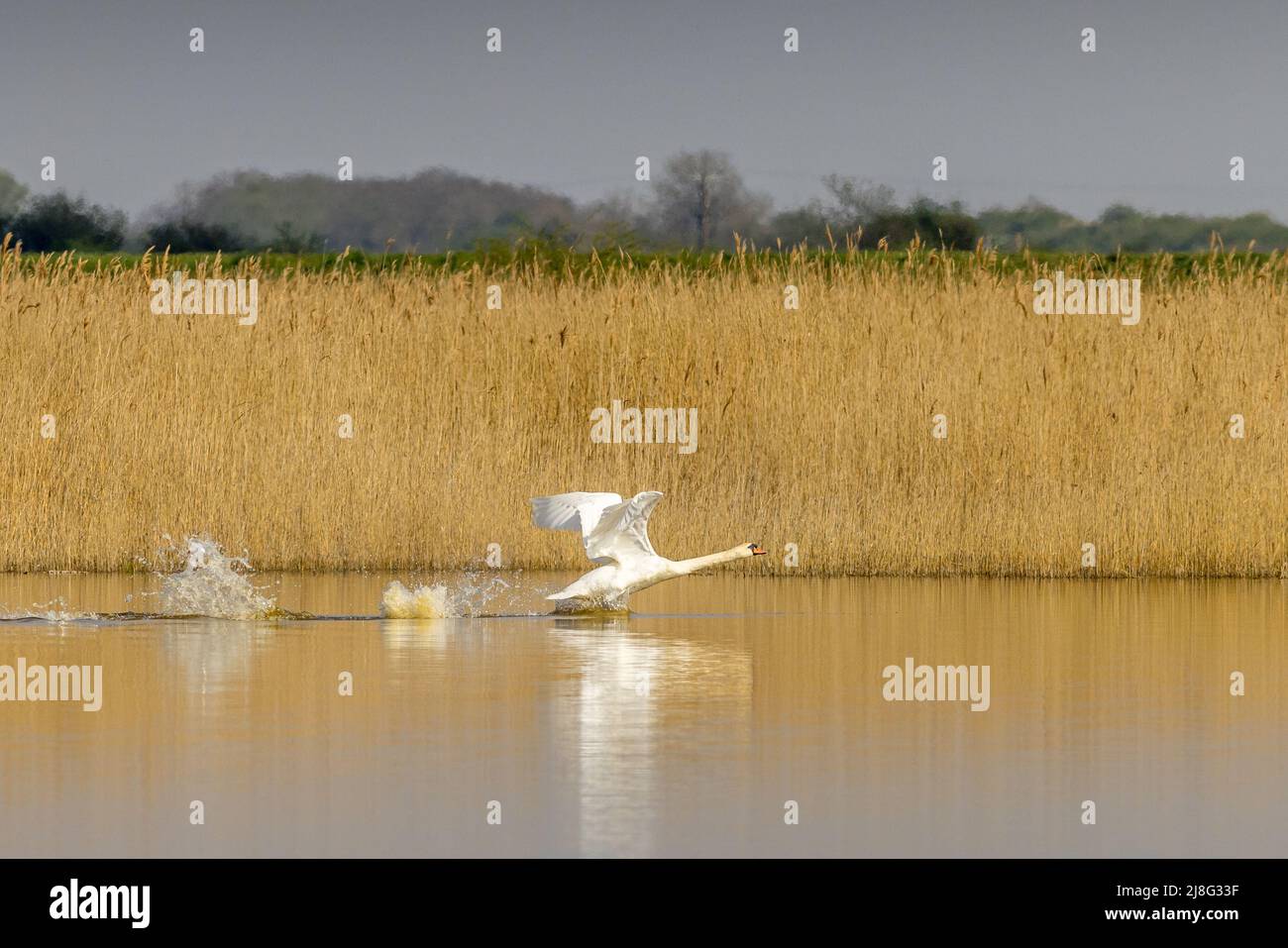 Mute swan (Cygnus olor) taking off Stock Photo