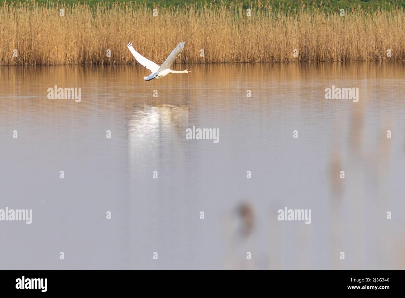 Mute swan (Cygnus olor) in flight Stock Photo
