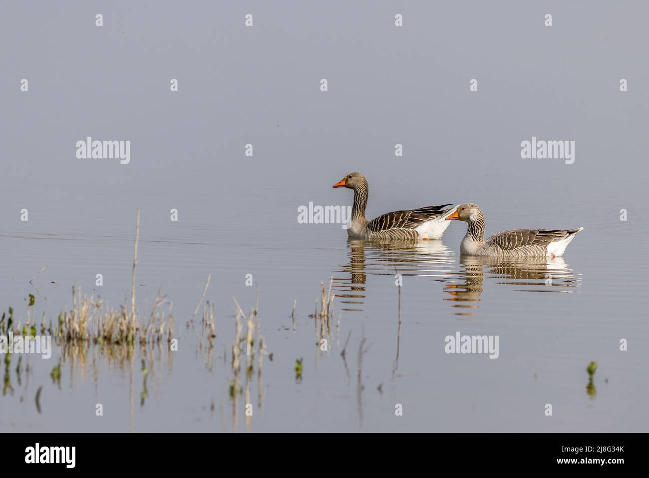 Greylag goose (Anser anser) on the lake Stock Photo