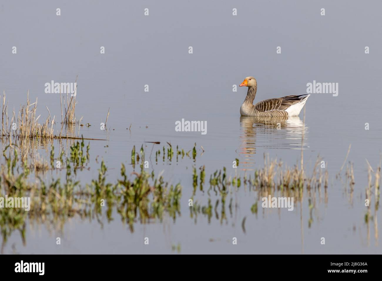 Greylag goose (Anser anser) on the lake Stock Photo
