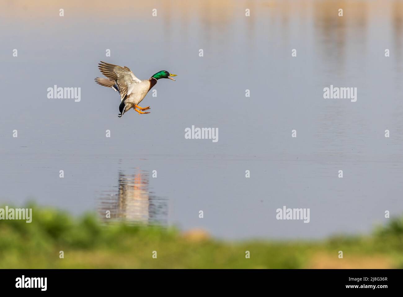 Mallard ( Anas platyrhynchos) landing on the lake Stock Photo