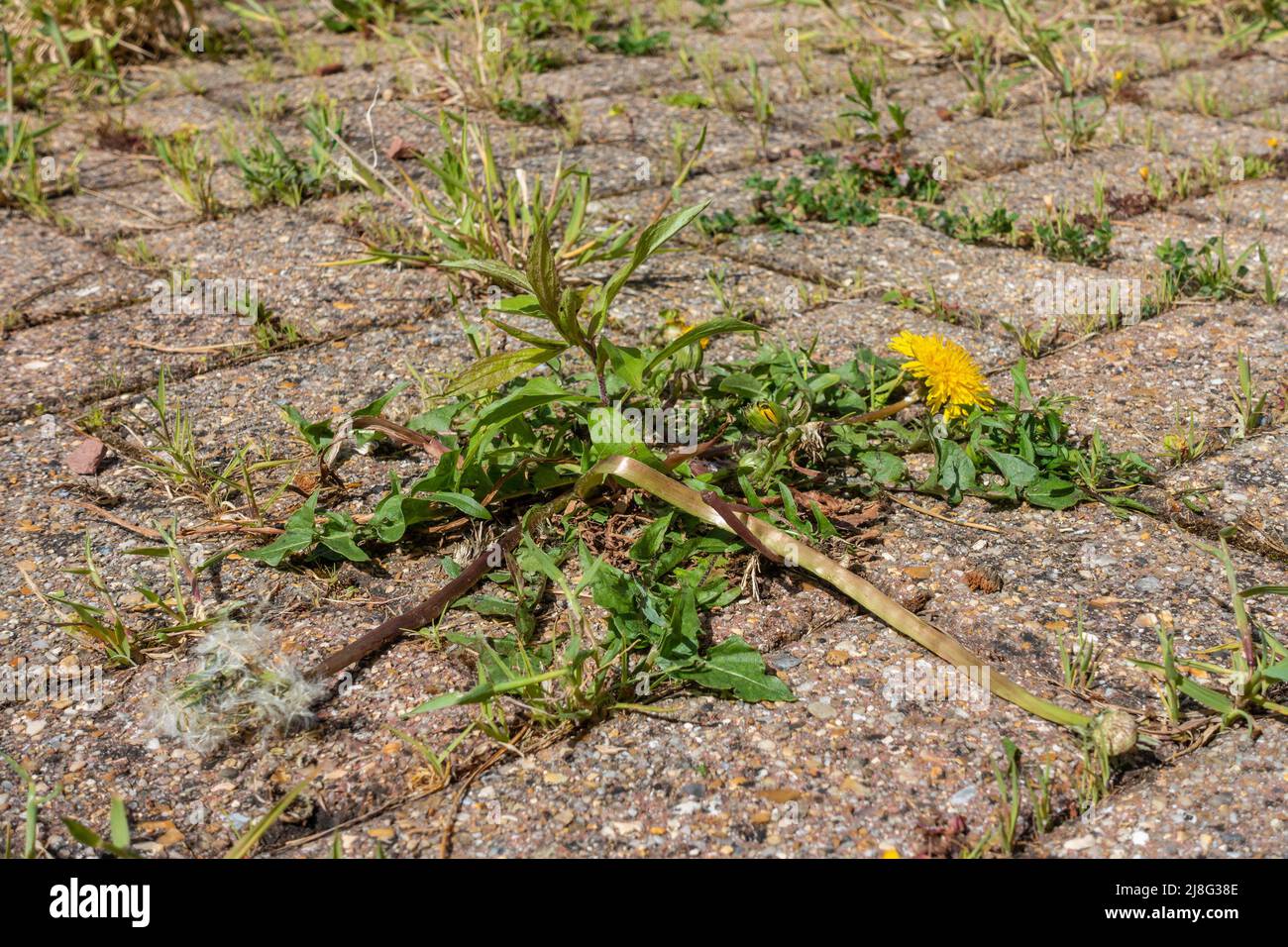 Weeds growing in cracks hi-res stock photography and images - Alamy