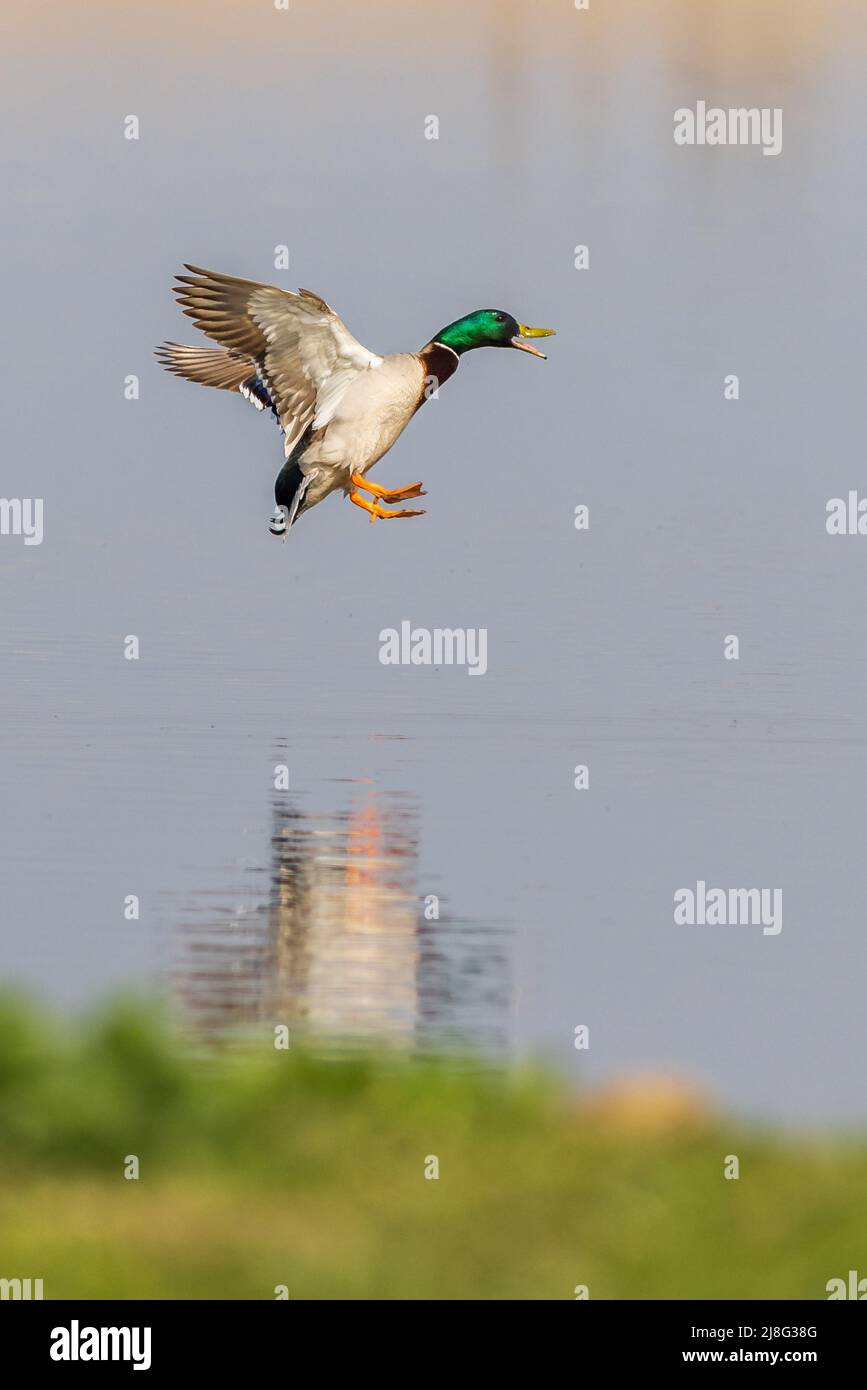 Mallard ( Anas platyrhynchos) landing on the lake Stock Photo