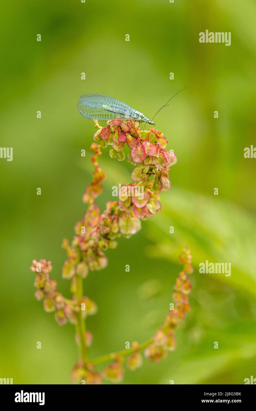 Green lacewing (Chrysoperla carnea) close up Stock Photo