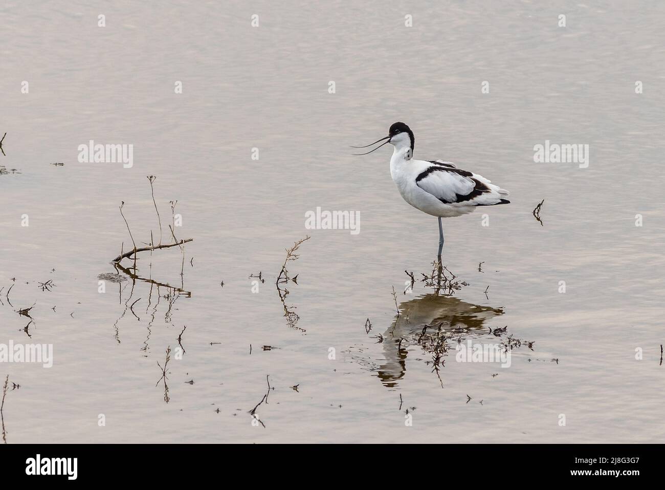 avocet (Recurvirostra avosetta) on the lake Stock Photo