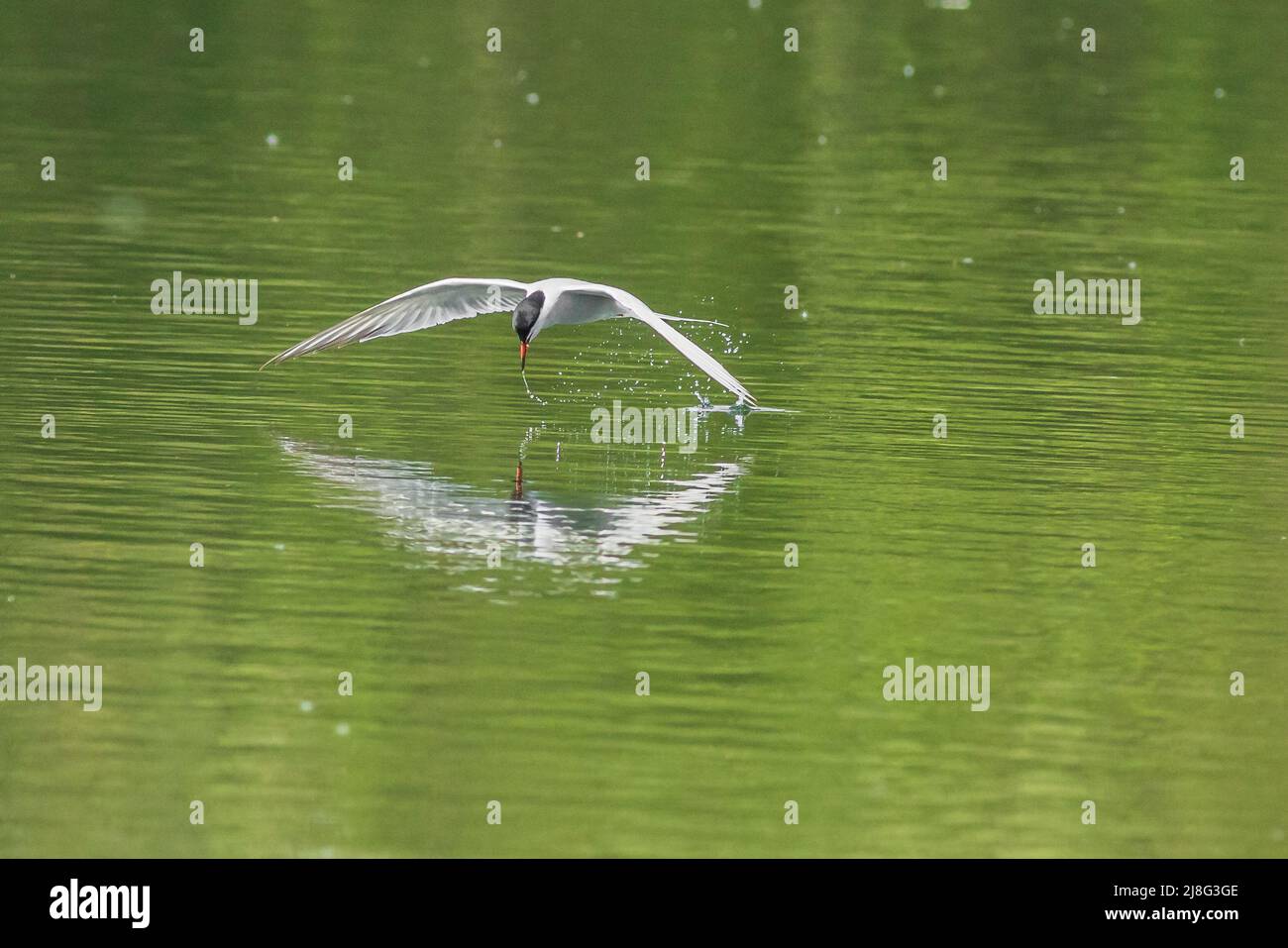 Common tern (Sterna hirundo)  drinking in flight Stock Photo