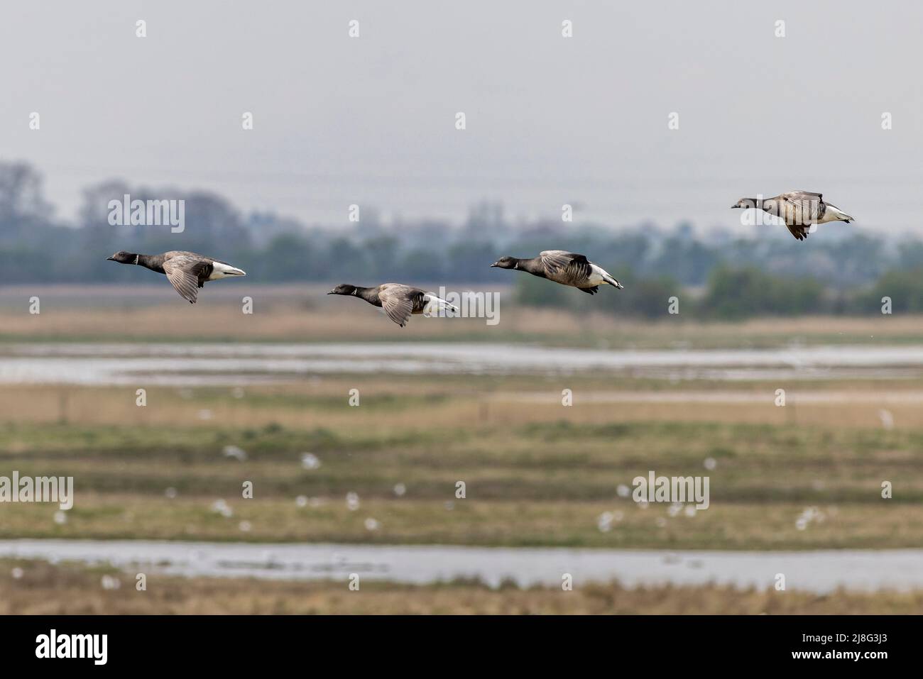 Brent goose (Branta bernicla) in flight Stock Photo