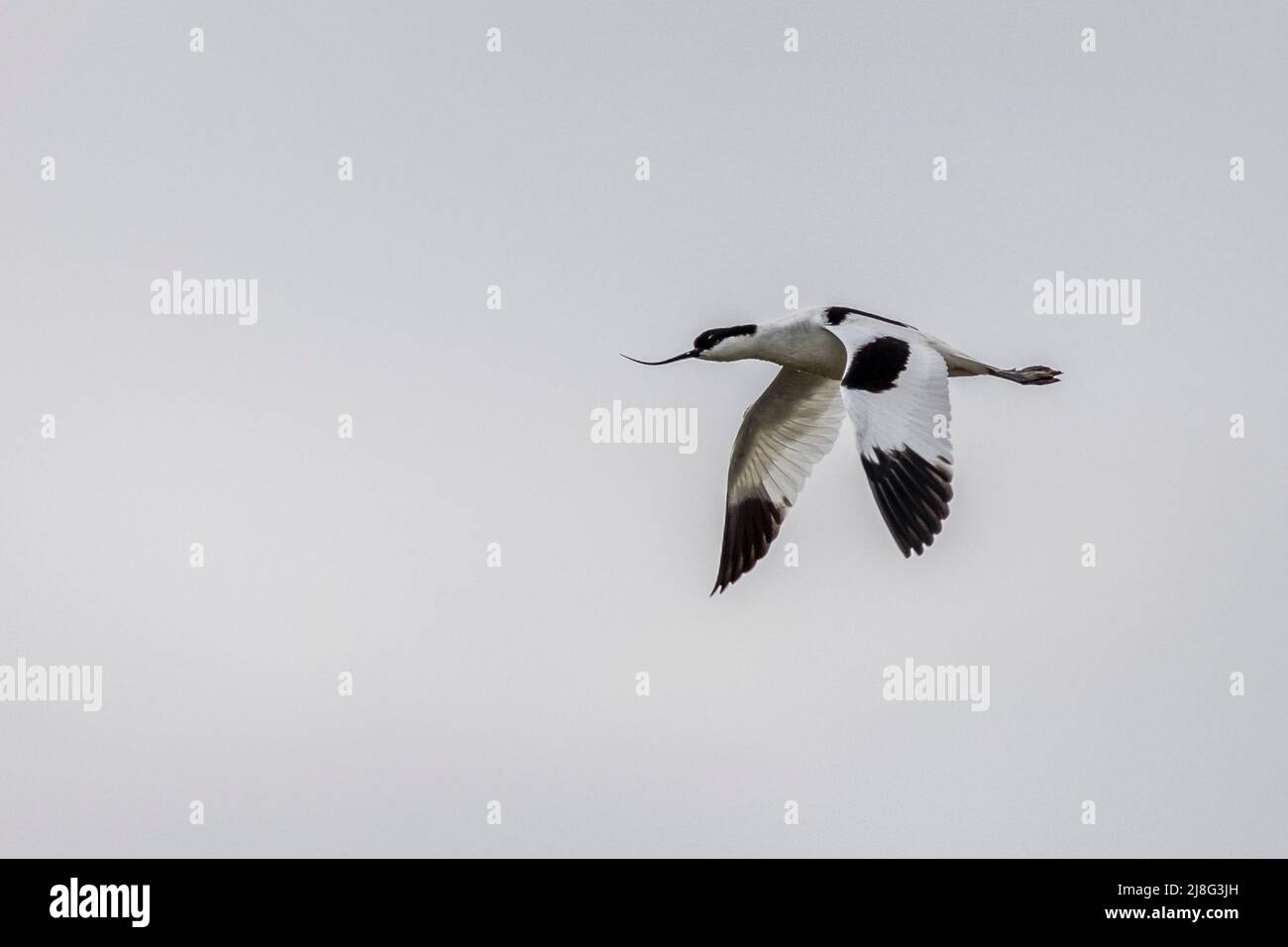 avocet (Recurvirostra avosetta) in flight Stock Photo