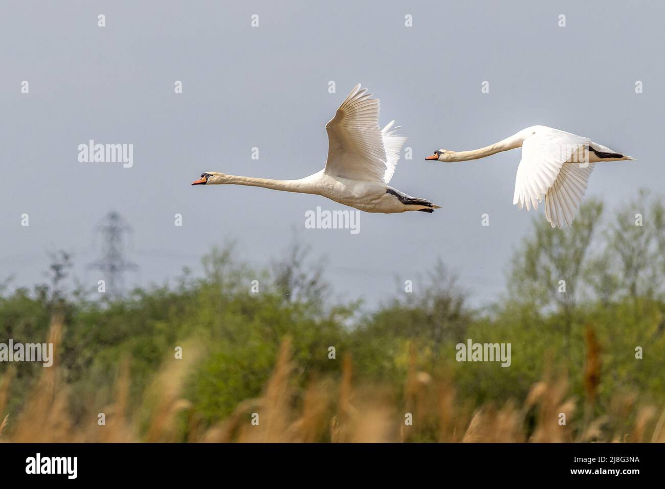 Two Mute swan (Cygnus olor) in flight Stock Photo