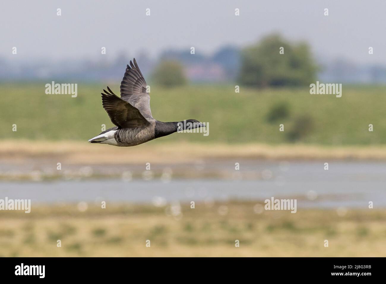 Brent goose (Branta bernicla) in flight Stock Photo