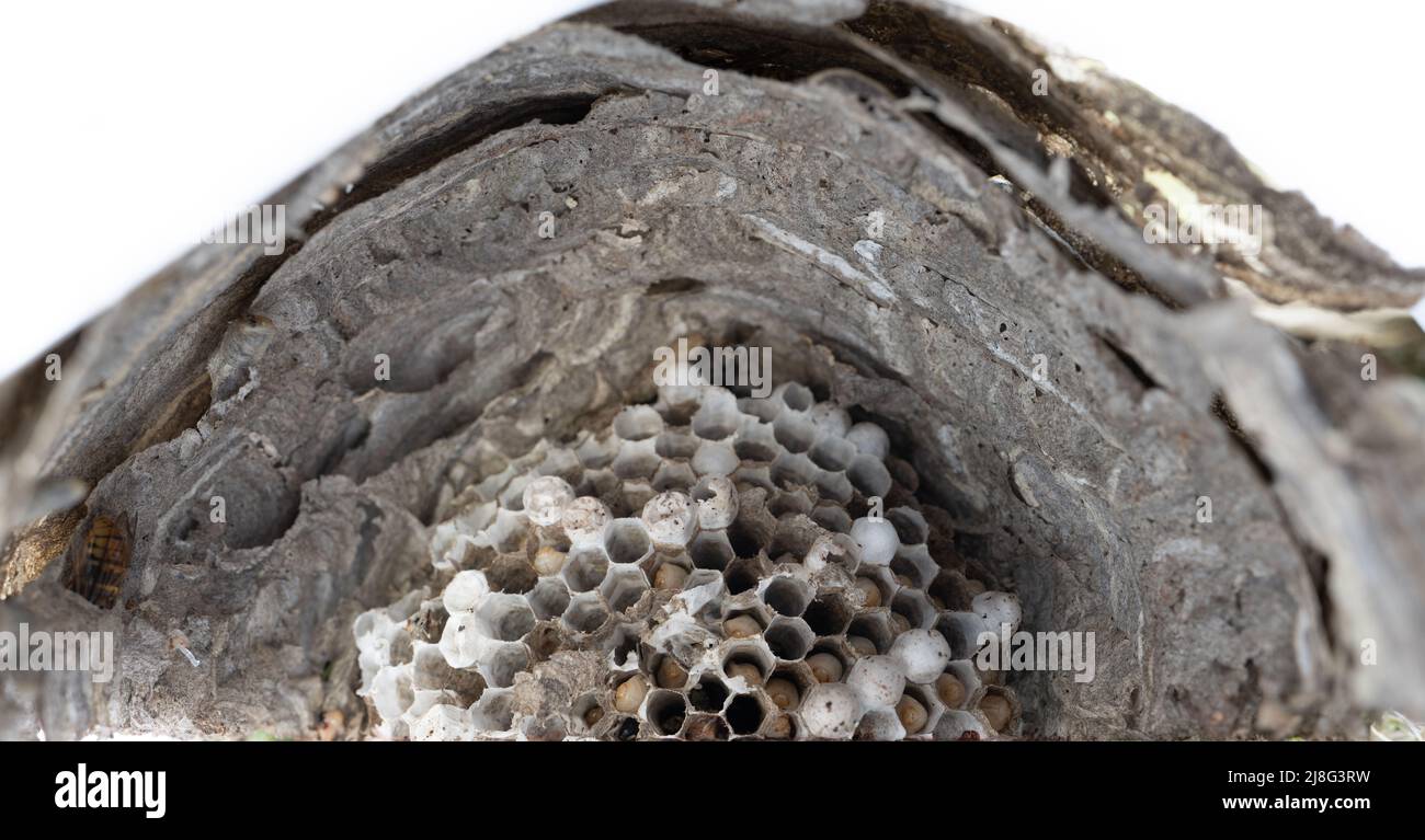 Top closeup view inside wasp nest with grubs Stock Photo Alamy