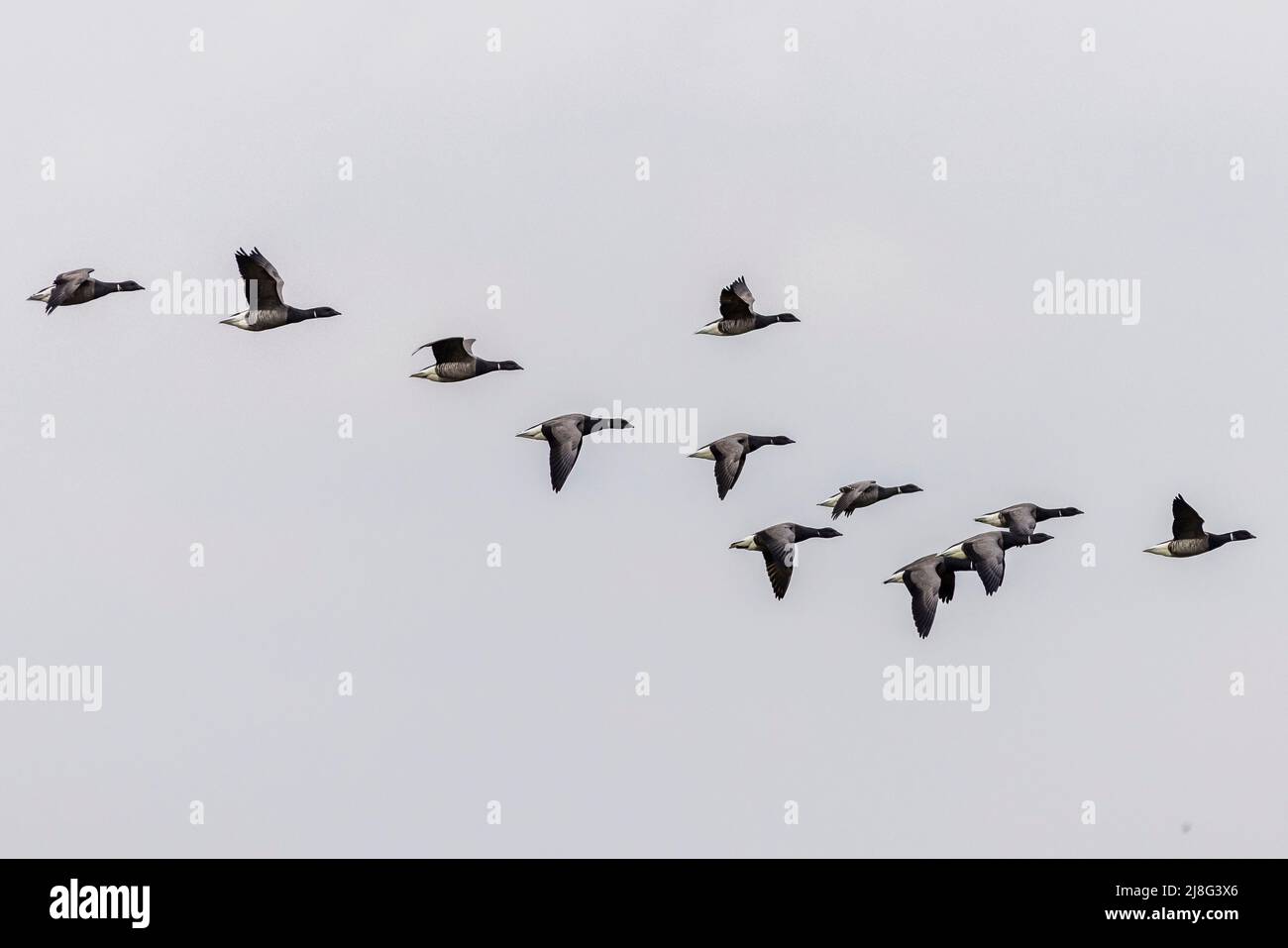 Brent goose (Branta bernicla) in flight Stock Photo