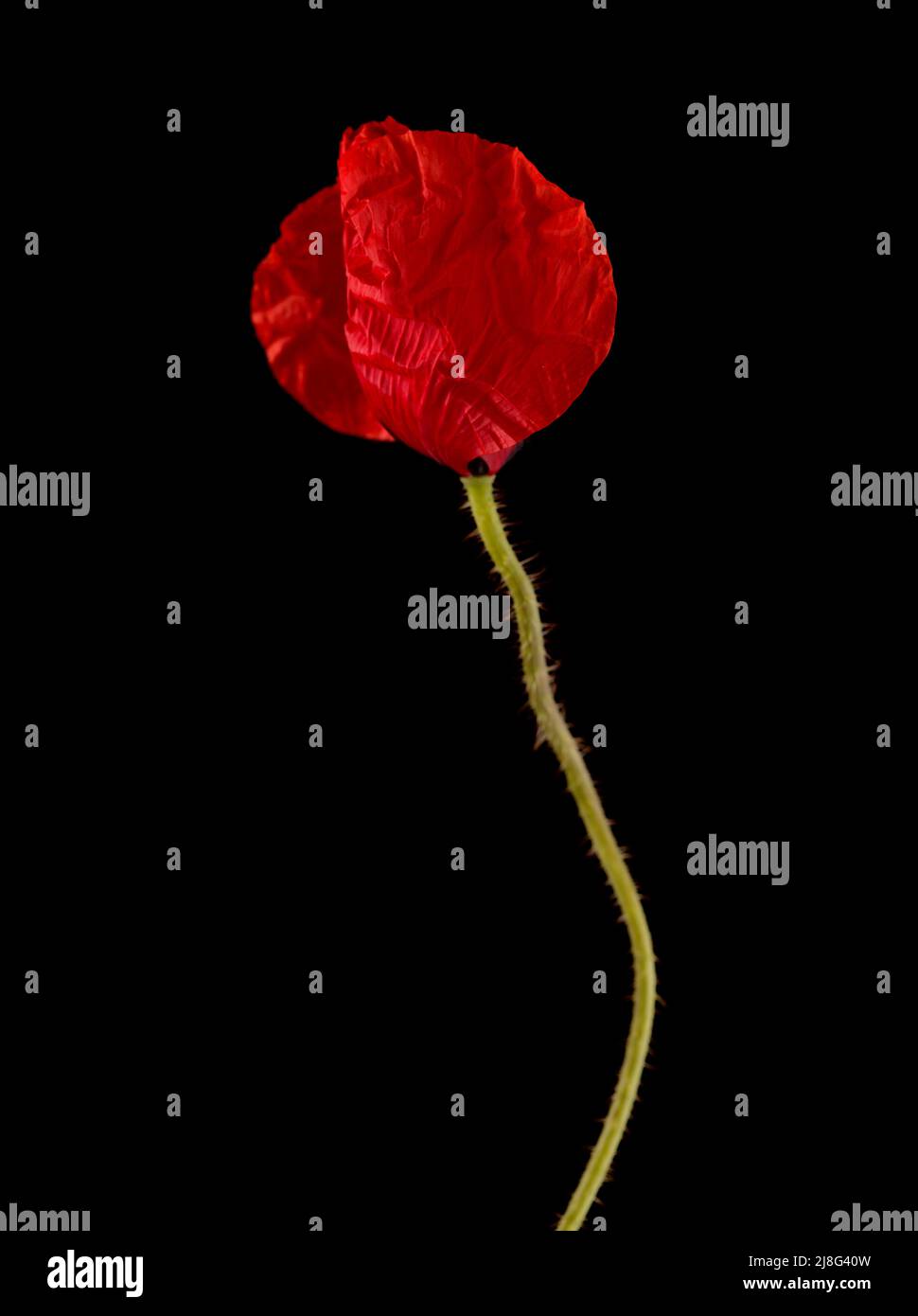 Flora of Gran Canaria -  Papaver rhoeas, common popp bud  isolated on black background Stock Photo