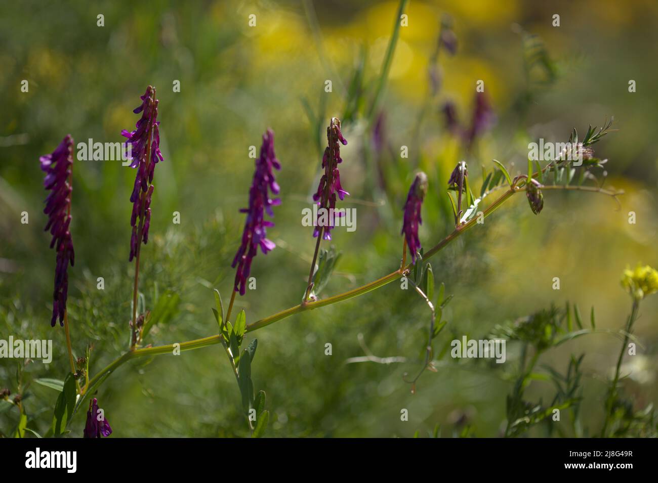 Flora of Gran Canaria - Vicia villosa, hairy vetch,  natural macro floral background Stock Photo