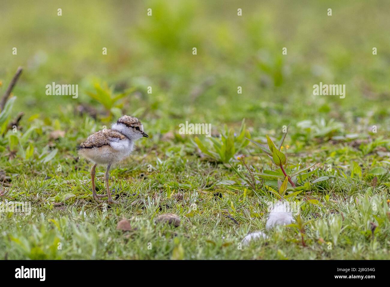 Ringed plover (Charadrius hiaticula)  chick Stock Photo