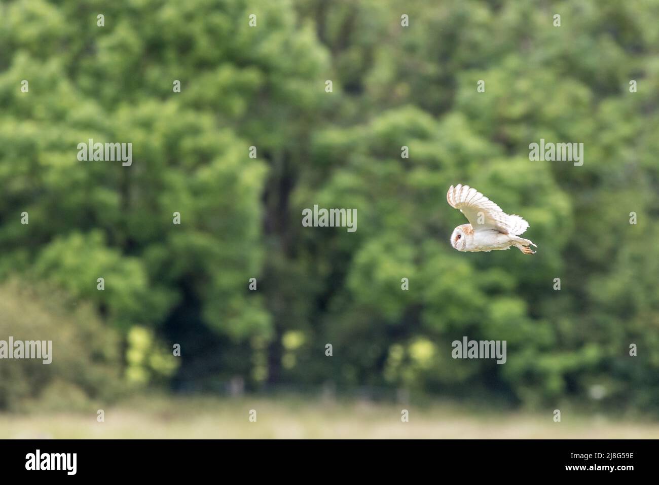 Barn owl (Tyto alba) in flight Stock Photo