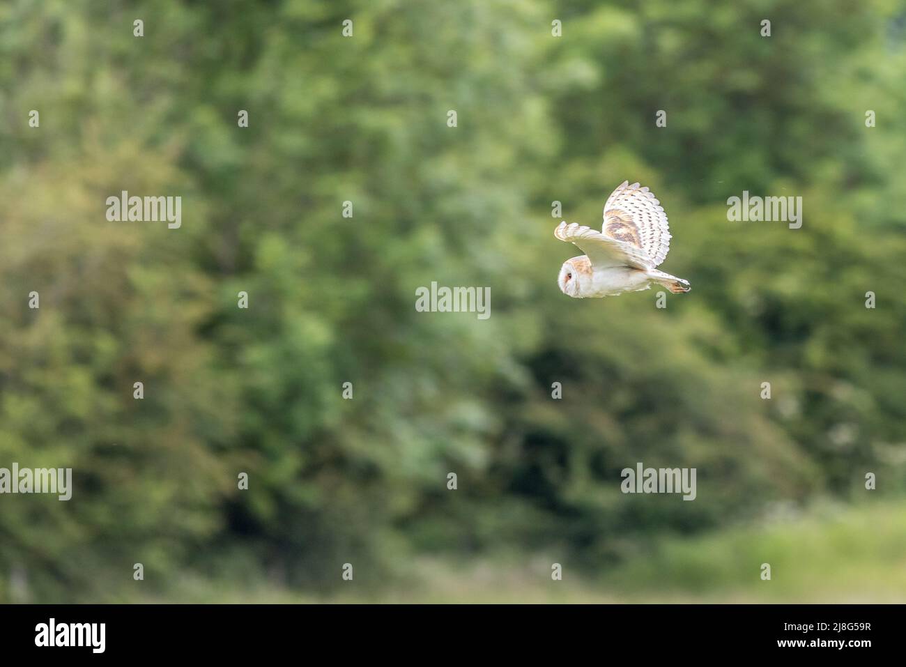Barn owl (Tyto alba) in flight Stock Photo