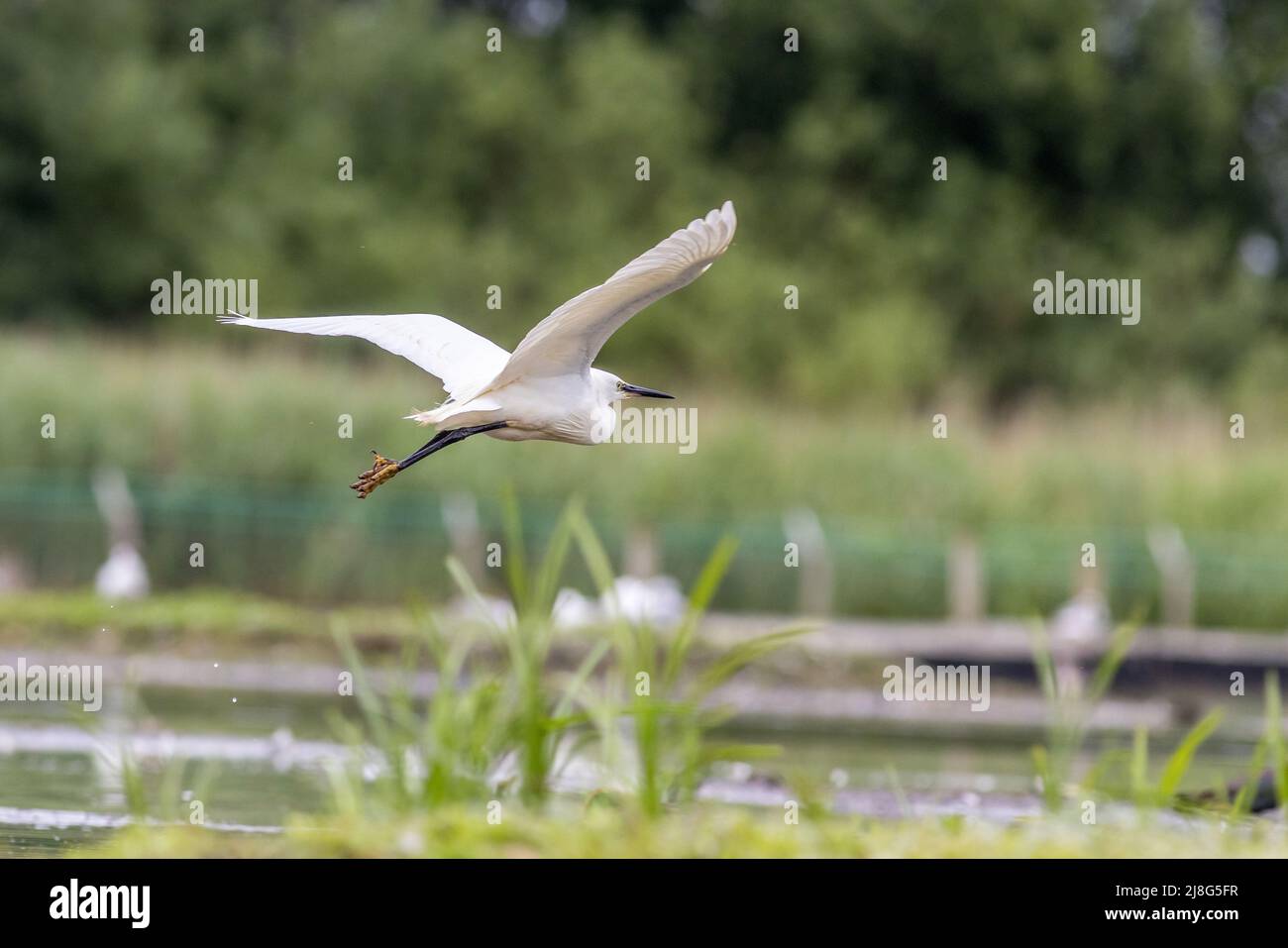 Little egret (Egretta garzetta) in flight Stock Photo