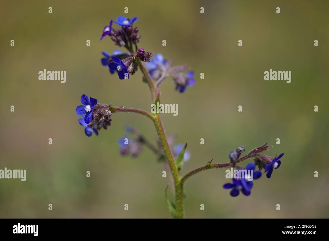 Flora of Gran Canaria - blue flowers of Anchusa azurea, garden anchusa, natural macro floral background Stock Photo
