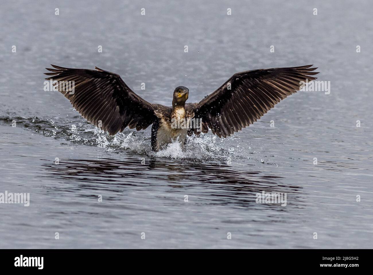 Cormorant (Phalacrocorax carbo) landing on the water Stock Photo