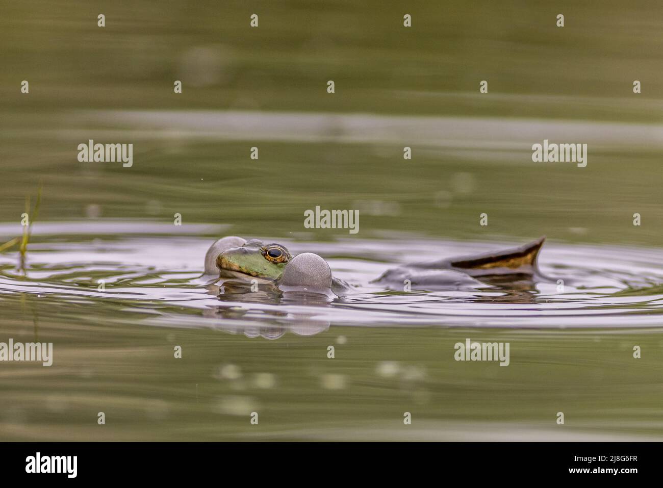 Marsh frog (Pelophylax ridibundus) in the lake Stock Photo