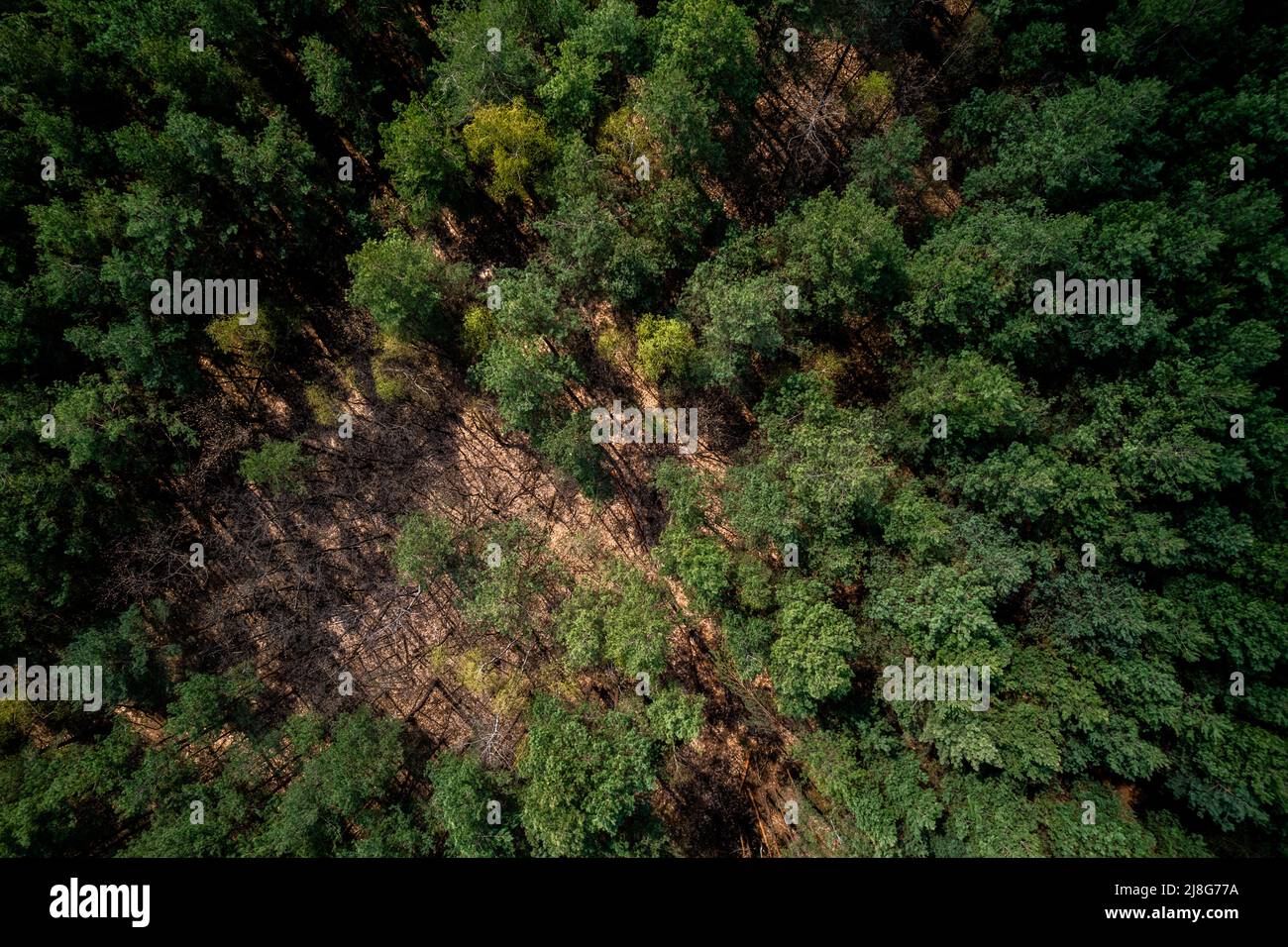 Lush Green Trees in Forest at Spring. Drone View Stock Photo - Alamy