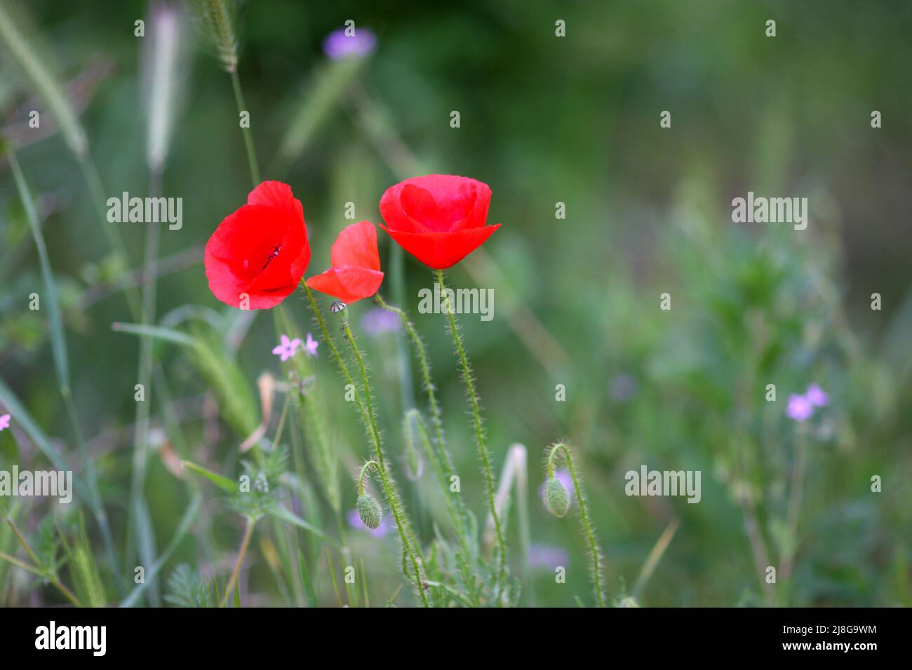 Red-flowered corn poppy, papaver rhoeas, growing in a garden in Szigethalom, Hungary Stock Photo