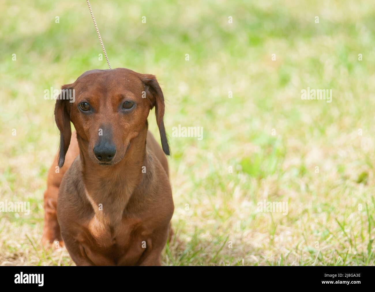 Smooth Dachshund close up with green grass background Stock Photo