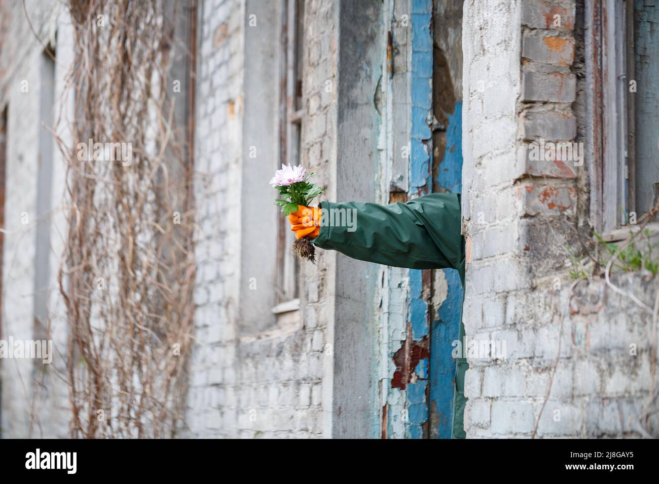 A man in a raincoat and gas mask collects a flower from a scorched, poisonous earth. Air pollution concept. Ecological catastrophy. Stock Photo