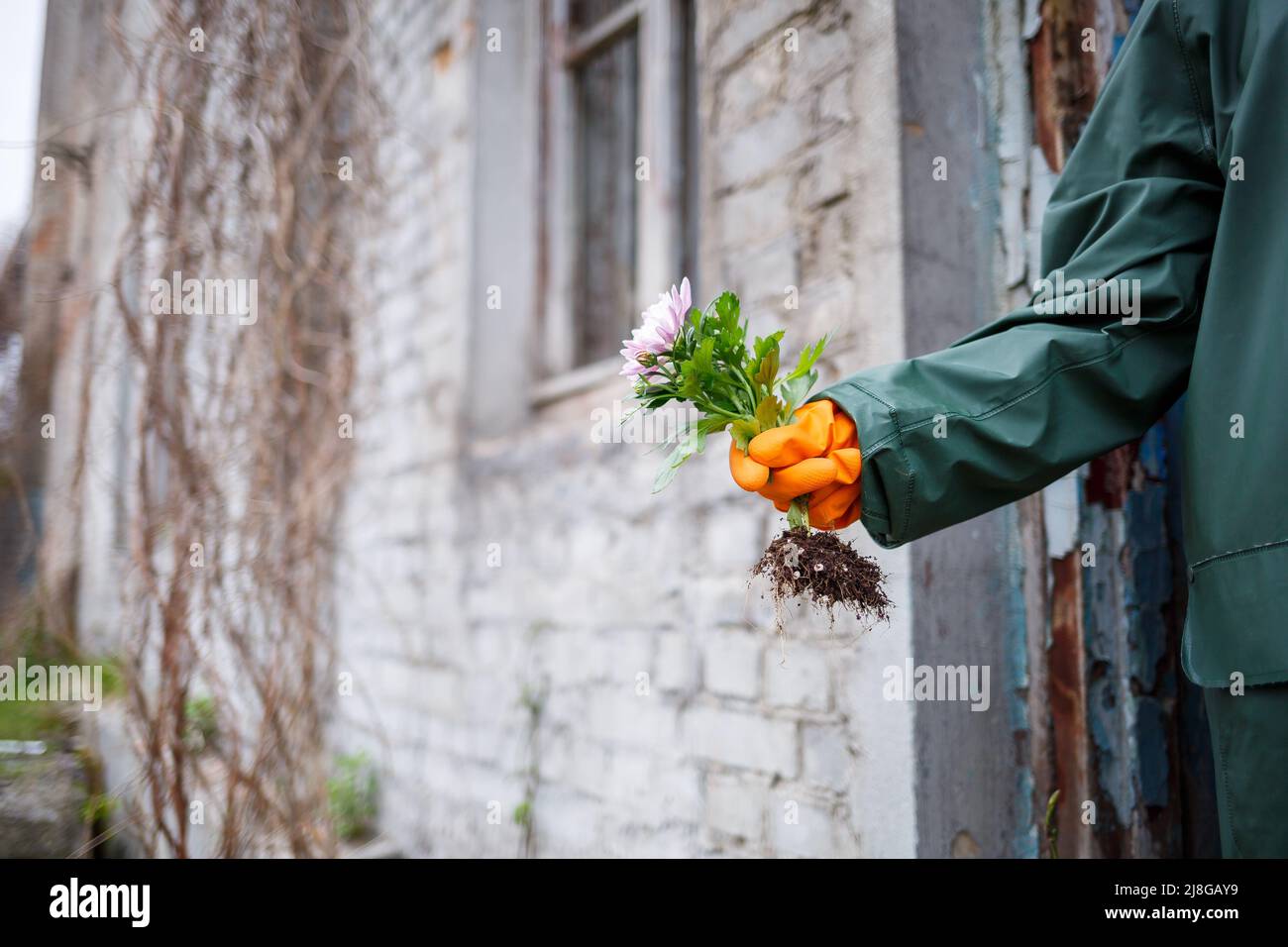 A man in a raincoat and gas mask collects a flower from a scorched, poisonous earth. Air pollution concept. Ecological catastrophy. Stock Photo