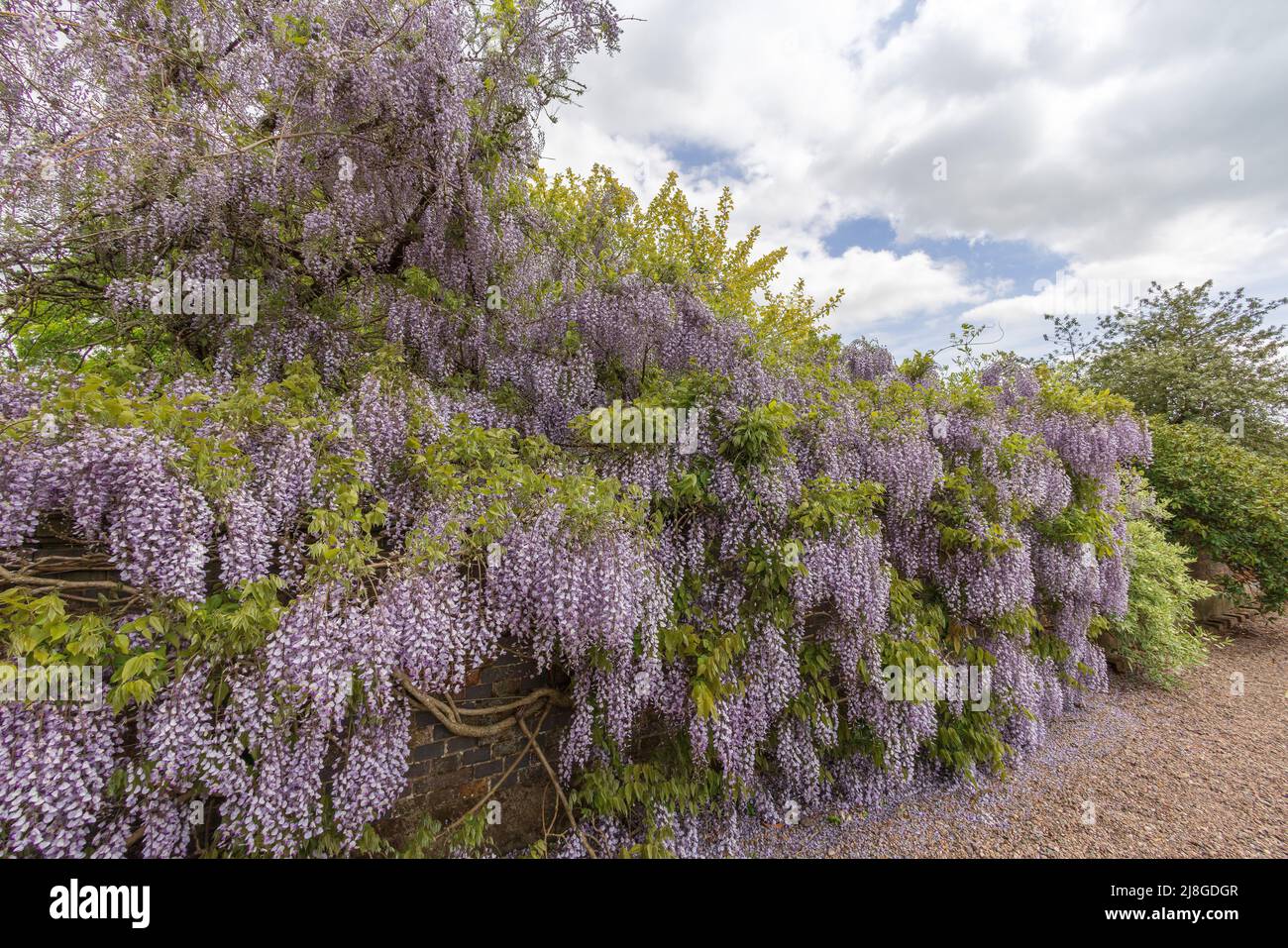 Very large ornamental tree Wisteria Sinensis or Chinese Wisteria growing against brick wall. Stock Photo