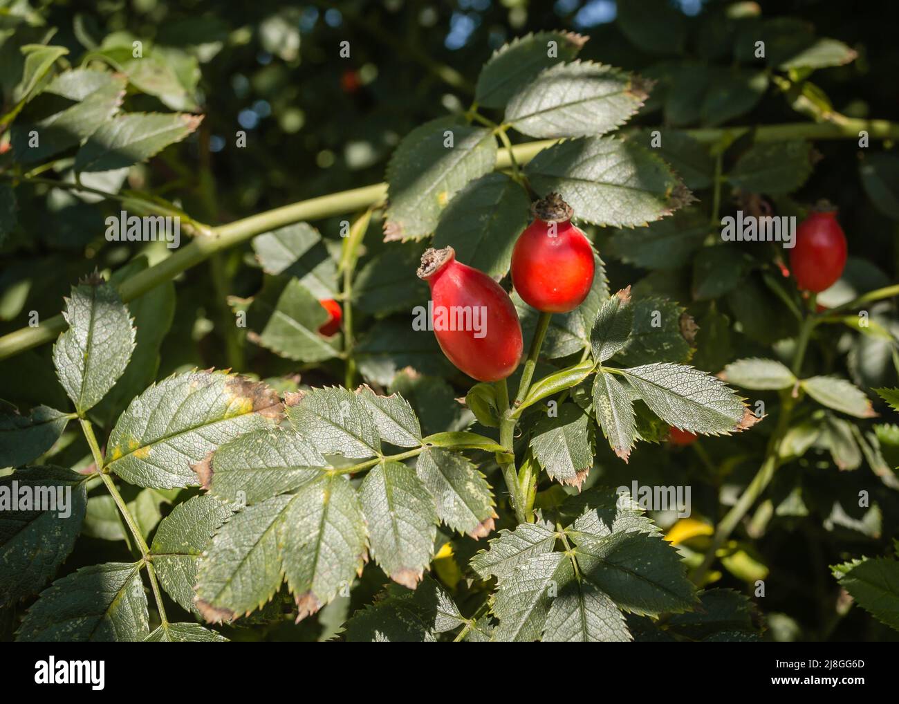 Closeup of Ripened Dog Rose Rosa Canina red berries. Red rosehip berries on bush. Wild Ripe Briar on branch. Remedy plants harvest for Herbal medicine Stock Photo