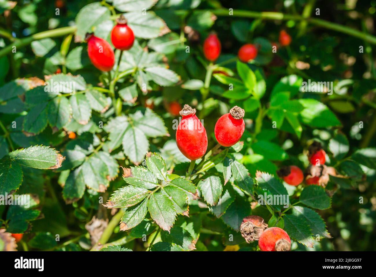 Closeup of Ripened Dog Rose Rosa Canina red berries. Red rosehip berries on bush. Wild Ripe Briar on branch. Remedy plants harvest for Herbal medicine Stock Photo