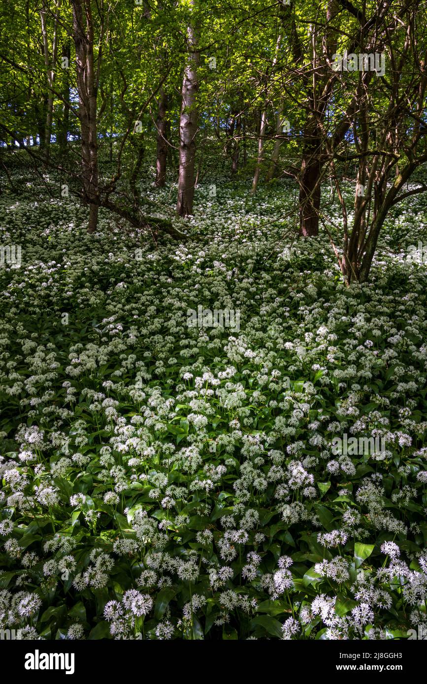 Wild Garlic growing in dappled shade in a Cotswold wood, Gloucestershire, England Stock Photo